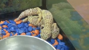 Ящерица - Пятнистый эублефар