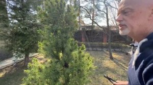 Обрезка ели коника