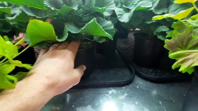 Правильный полив пеларгоний и других растений ! смотреть онлайн