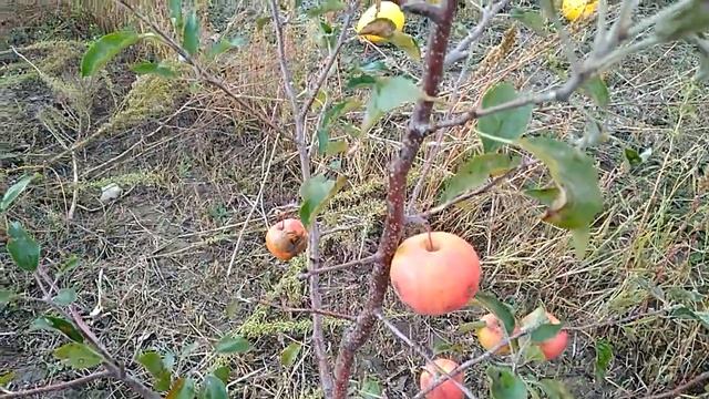 Голден Делишез на 54-118 смотреть онлайн