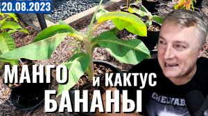 Воскресный выпуск - манго выросло неожиданно! Местный кактус. Бананы плюс 5. 20 августа 2023