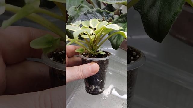 Фиалка Жемчужный Восторг листовая химера, миниатюрный трейлер смотреть онлайн