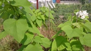 Как растёт катальпа в подмосковье.