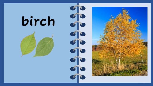 ДЕРЕВЬЯ на английском ||Английские слова на все случаи жизни ч.1. смотреть онлайн