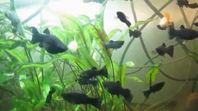 МОЛИНЕЗИЯ ИЗМЕНЧИВАЯ РЫБКА смотреть онлайн