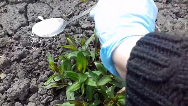 УХОД ЗА МНОГОЛЕТНИМИ ФЛОКСАМИ И ПЕРВАЯ ВЕСЕННЯЯ ПОДКОРМКА .