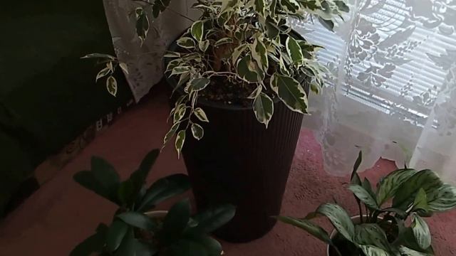 Plants - grown as hydroponics (left), in soil (right) & with self-irrigation system (middle) смотреть онлайн