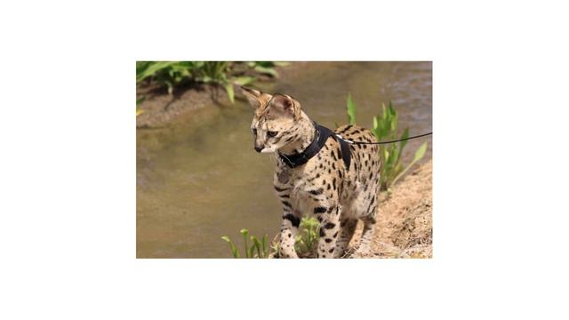 usher cat смотреть онлайн