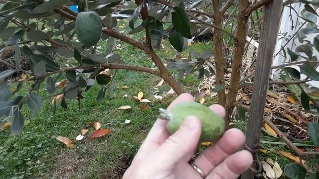 Первый урожай фейхоа Pineapple guava смотреть онлайн