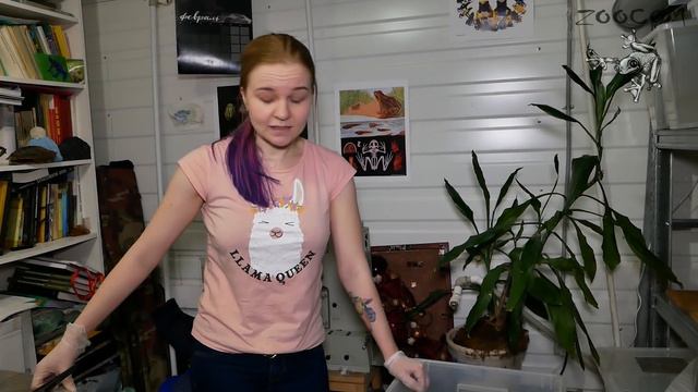 Поспали? Теперь можно и поесть! РОГАТКИ после зимовки. смотреть онлайн