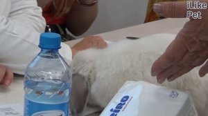 Кролик вислоухий баран на ilikepet. Особенности породы, уход
