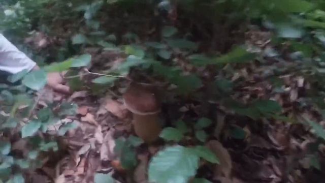 Закарпатье белые грибы! Гром и гроза застала нас в лесу в дали от дома смотреть онлайн