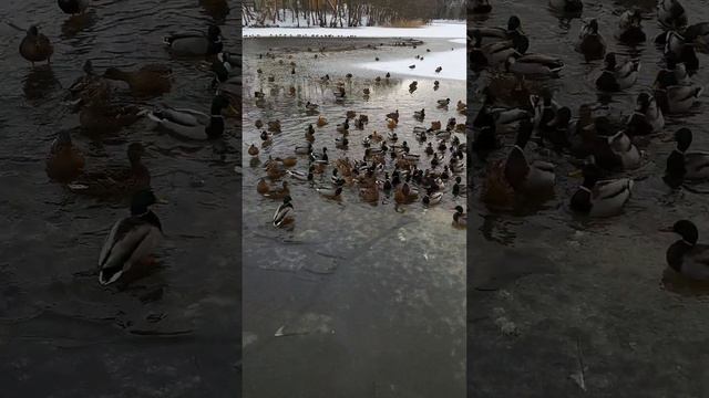 Калининградская область, Светлогорск, утки. (Kaliningrad region, Svetlogorsk, ducks) смотреть онлайн