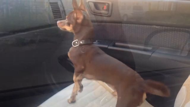 Той-терьер Максимус ждёт в машине смотреть онлайн