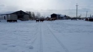 Купил КОЗЛЯТНИК ГАЛЕ, как сеять?