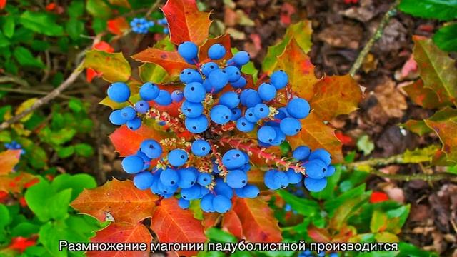Магония падуболистная (mahonia aquifolium) — все о размножении кустарника смотреть онлайн