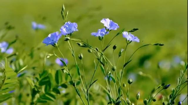 ASMR .Музыка для релаксации.Музыка с видео путешествия, для хорошего настроения!