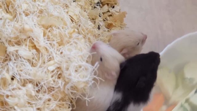 Только открыли глазки смотреть онлайн