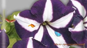 Петуния грандифлора Галактика F1 Синяя ? обзор: как сажать, семена петунии Галактика F1 Синяя