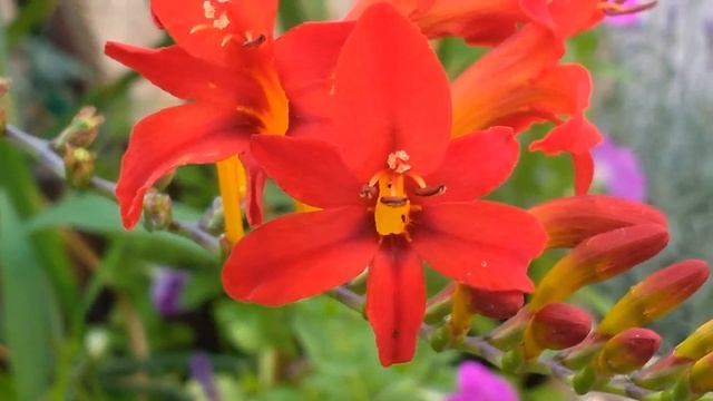 Crocosmia Red (Montbretia Lucifer)
