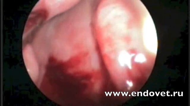 Видеоларингоскопия у собаки, свищ смотреть онлайн