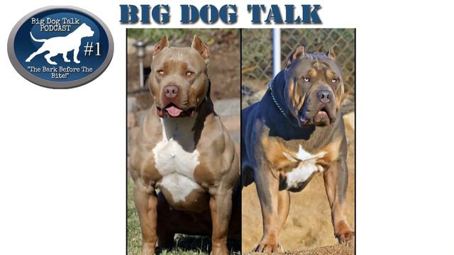Big Dog Talk Podcast: Top Pitbull/ American Bully breeder: Bossy Kennels full interview смотреть онлайн