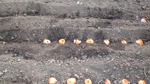 Посадка лука на зелень. Посадка лука, советы и правила смотреть онлайн
