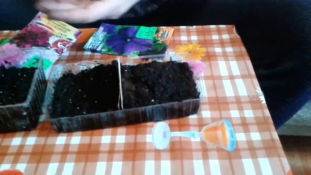 Как правильно сажать цветы Петуньи из семян на рассаду . смотреть онлайн