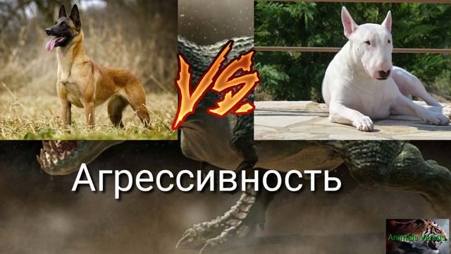Бультерьер против Малинуа VERSUS смотреть онлайн