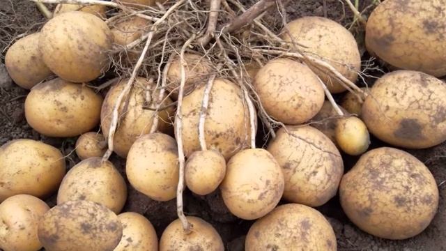 Розовая Картошка Сорта смотреть онлайн