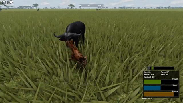 hyena hunting buffalo [ wild savanna ] смотреть онлайн