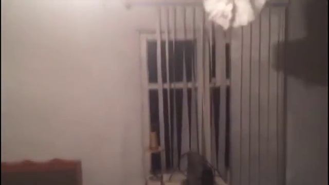 Usbekische Tauben / Узбекские голуби ( Сергей Горедулич , Тараз (Джамбул), Казахстан) смотреть онлайн