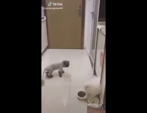 Барсика подстригли смотреть онлайн