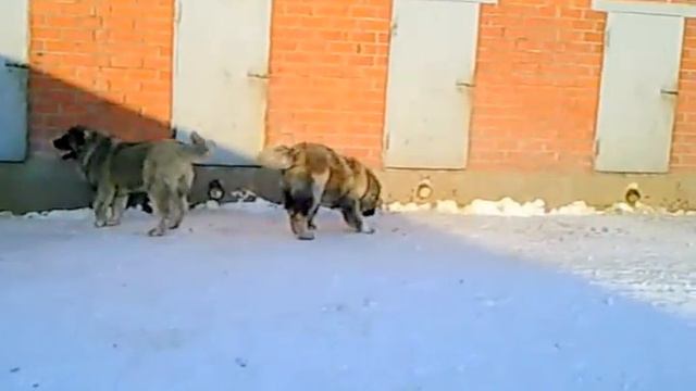 Caucasian sheep-dog puppy, male. 3 смотреть онлайн