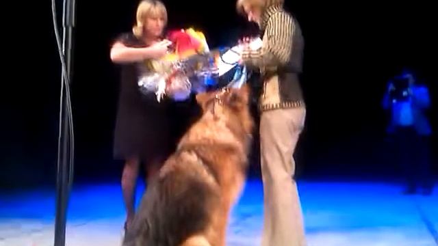 Собаки, театр и дети... Спасибо, Елена Яковлева! смотреть онлайн