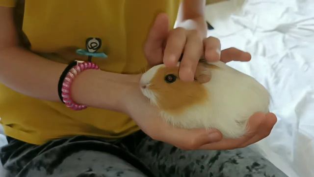 ПРИРУЧЕНИЕ МОРСКОЙ СВИНКИ К РУКАМ смотреть онлайн