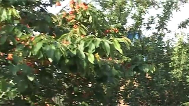 Защитить черешню от птиц, просто и суперэффективно ??? смотреть онлайн