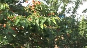 Защитить черешню от птиц, просто и суперэффективно   ???