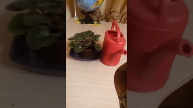 Как создать для растения влажный воздух. смотреть онлайн
