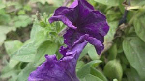 Dreams midnight petunia