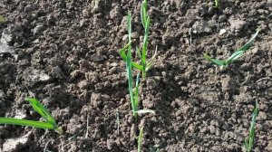 Прежде чем поливать чеснок солью,посмотрите это видео! Семь причин пожелтения листьев чеснока