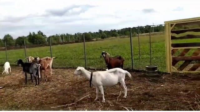 Средство от мух в козовнике, откидные лавки для коз, не фильтрованный мёд и другие текущие дела. смотреть онлайн