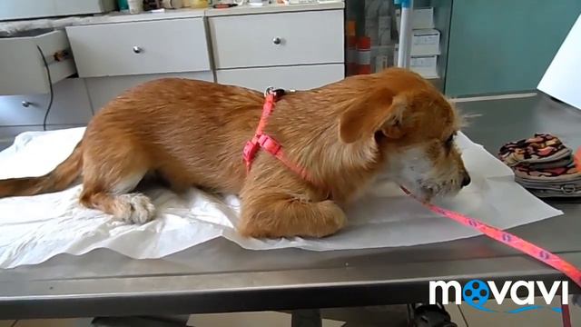 KARAMEL KUAFÖR SESLI KISA OLAN смотреть онлайн