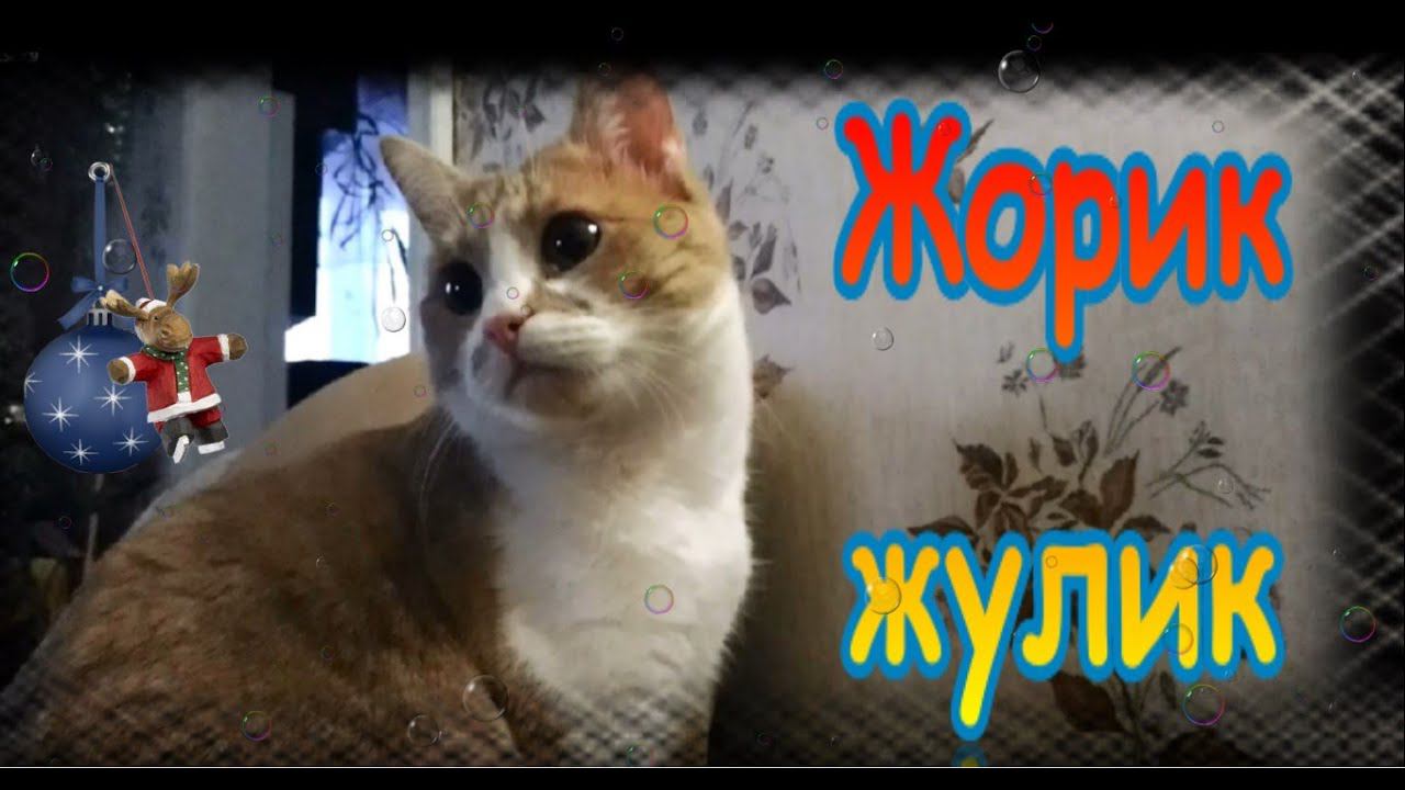 Кот. Жорик - жулик. смотреть онлайн