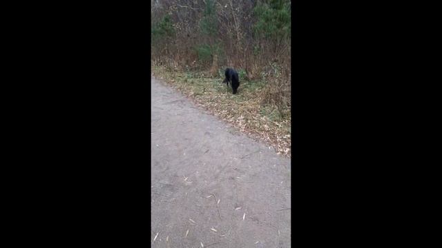 Ведюшка в Терлецком парке. Ноябрь ) смотреть онлайн