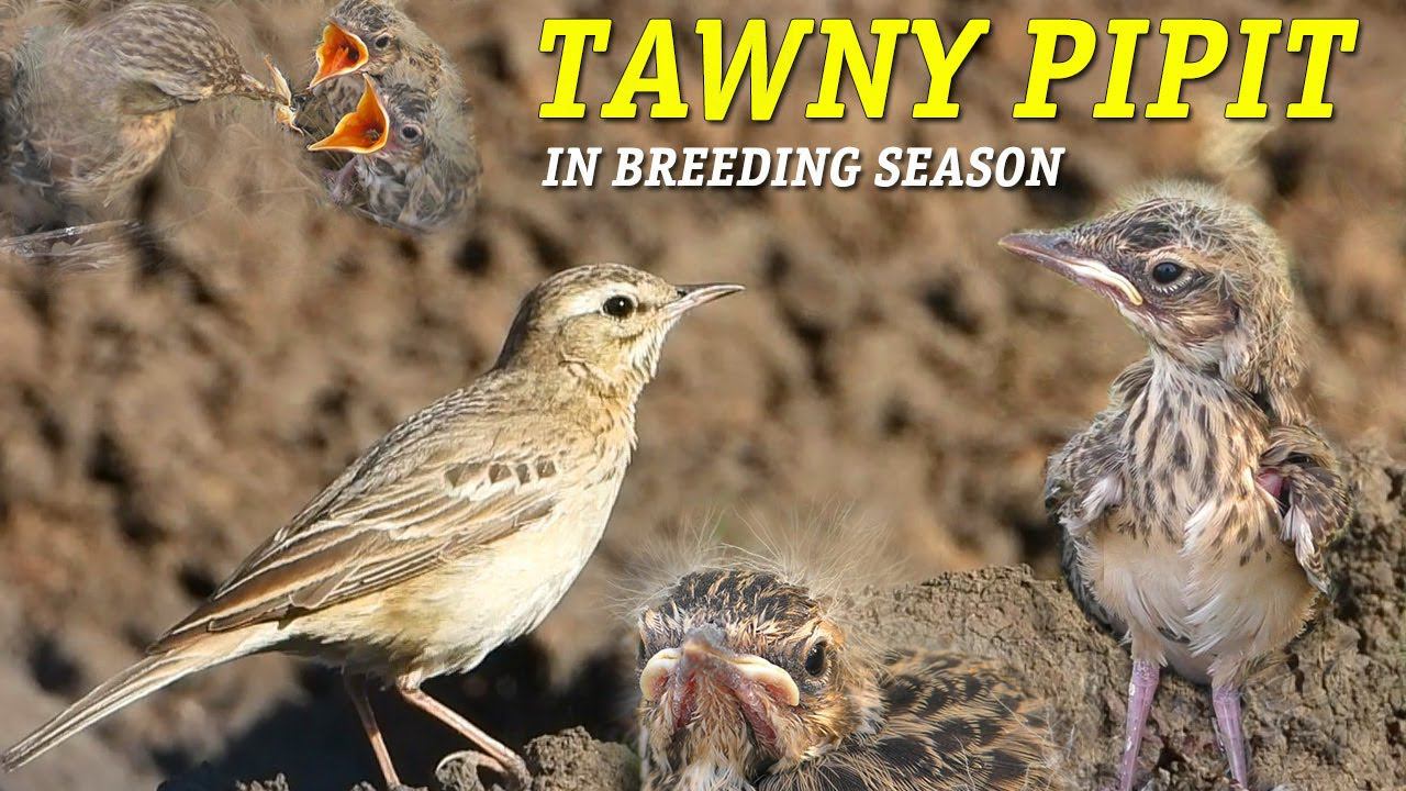 Гнездовая жизнь Полевого конька / Tawny pipit in breeding season смотреть онлайн