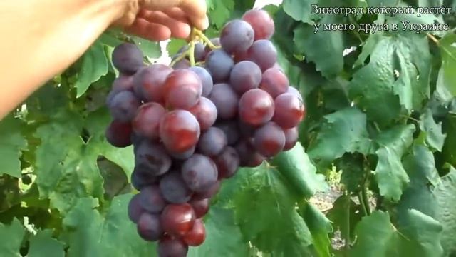 Виноград (Рошфор) смотреть онлайн