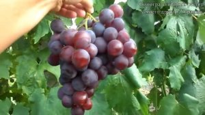 Виноград (Рошфор)
