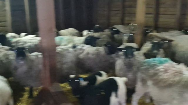 28 матра стадо селекции с Дорперами #dorpersheep #dorper #дорпер смотреть онлайн