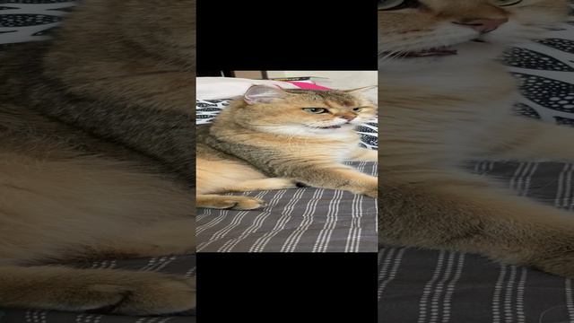 Злой Мартин смотреть онлайн